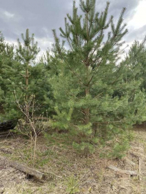 Купить дом по ул. Роз, 1кб, Сергеево д